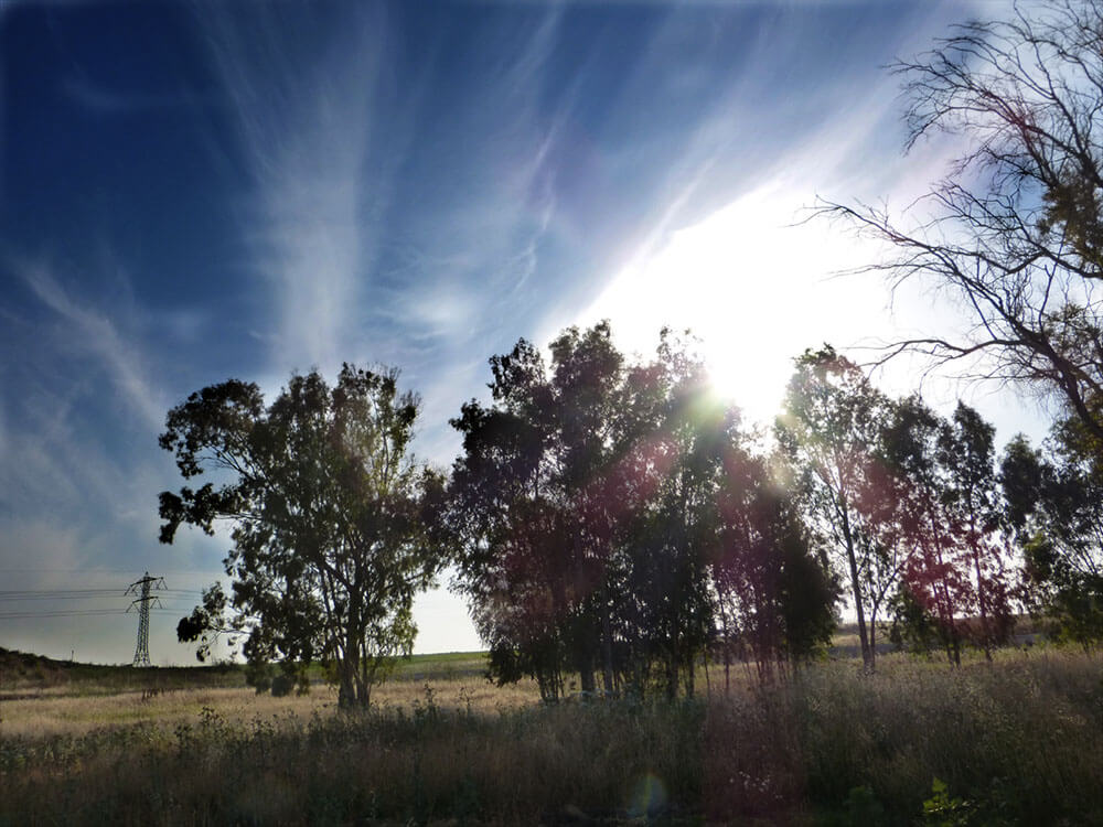 trees-landscape-photos-for-painting-miri-lavee (1)