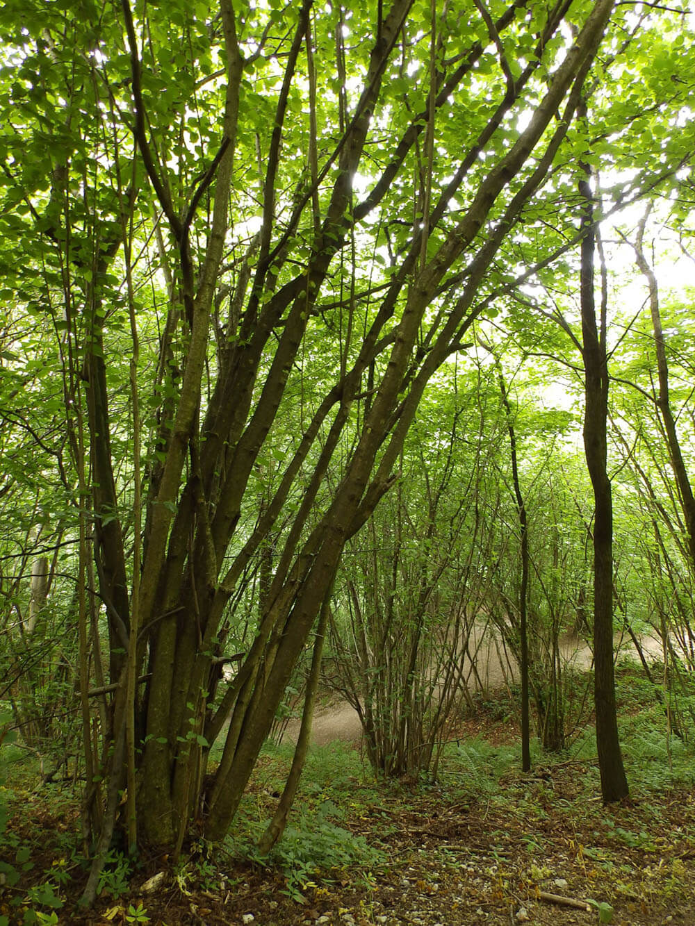 photo-idea-for-painting-miri-lavee