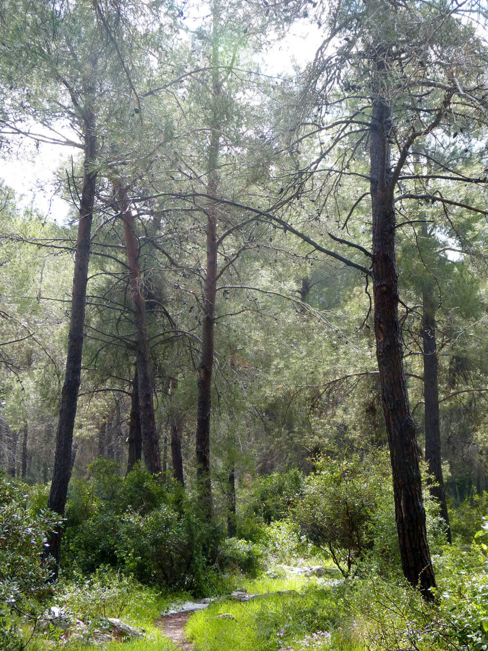 trees-landscape-photos-for-painting-miri-lavee (2)