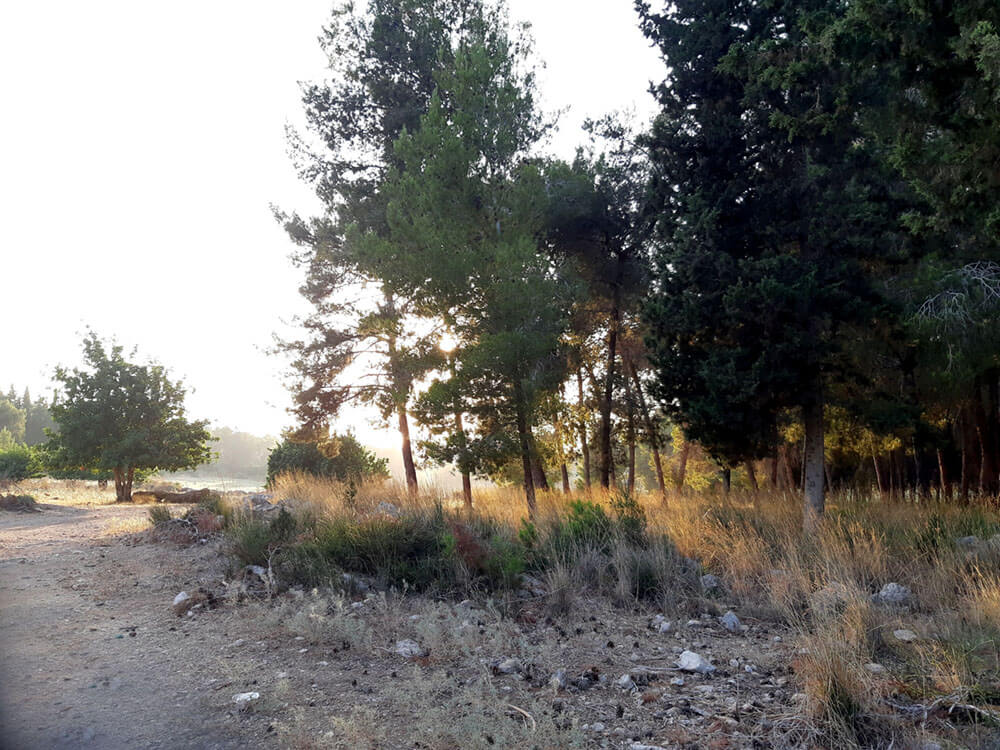 trees-landscape-photos-for-painting-miri-lavee (3)