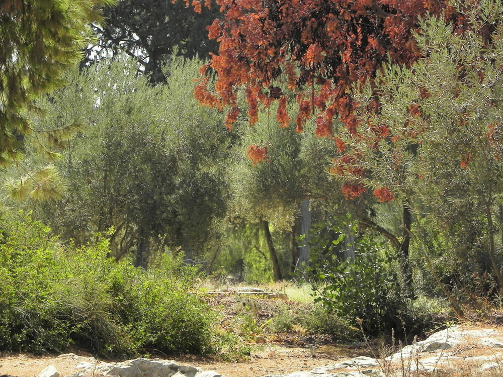 trees-landscape-photos-for-painting-miri-lavee (4)