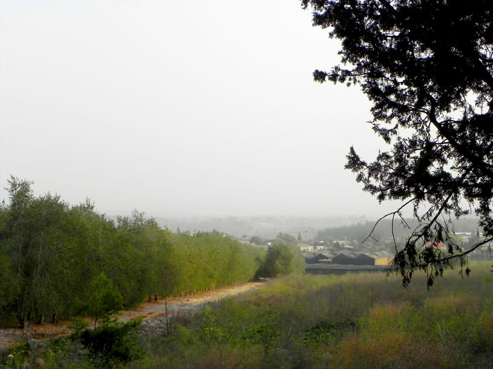 trees-landscape-photos-for-painting-miri-lavee (5)