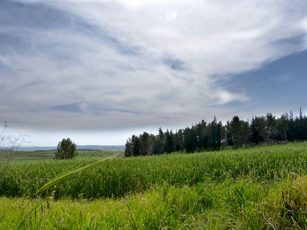 trees-landscape-photos-for-painting-miri-lavee (6)