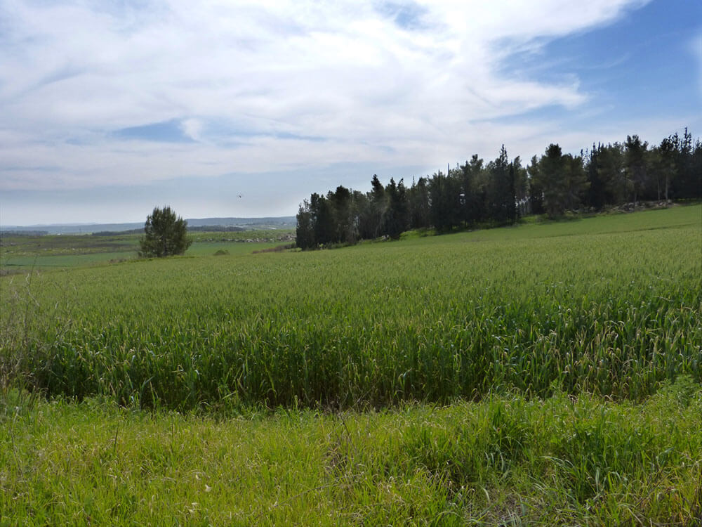 trees-landscape-photos-for-painting-miri-lavee (7)