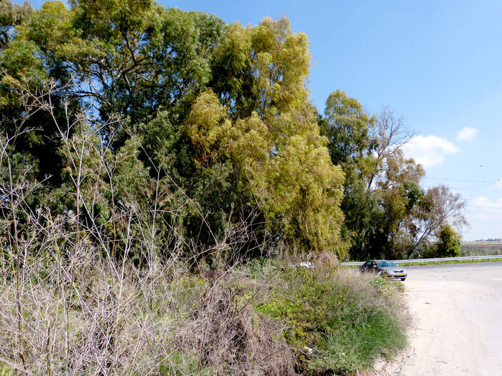 trees-landscape-photos-for-painting-miri-lavee (8)