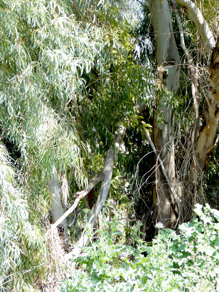 trees-landscape-photos-for-painting-miri-lavee (9)